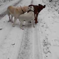 Winterspaziergang mit Coco und Max