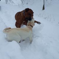 spielen im Schnee mit Sally
